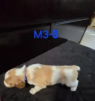 M3-B, a male French Brittany for sale in Sonora, CA – 2 of 2