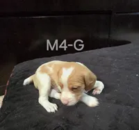 M4-G, a male French Brittany for sale in Sonora, CA – 1 of 2