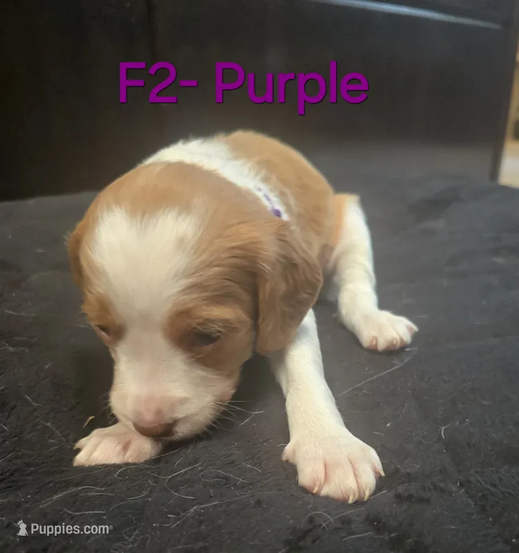 F2-Purple – French Brittany puppy for sale in Sonora, CA