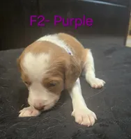 F2-Purple, a female French Brittany for sale in Sonora, CA – 1 of 2