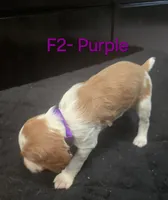 F2-Purple, a female French Brittany for sale in Sonora, CA – 2 of 2