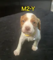 M2-Y, a male French Brittany for sale in Sonora, CA – 3 of 3