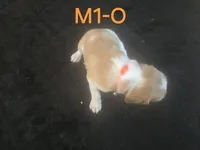 M1-O, a male French Brittany for sale in Sonora, CA – 3 of 3