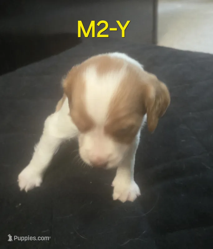 M2-Y – French Brittany puppy for sale in Sonora, CA