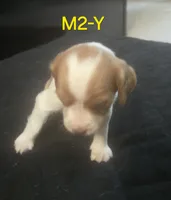 M2-Y, a male French Brittany for sale in Sonora, CA – 1 of 3