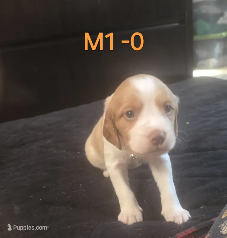 M1-O – French Brittany puppy for sale in Sonora, CA