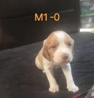 M1-O, a male French Brittany for sale in Sonora, CA – 1 of 3