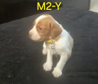 M2-Y, a male French Brittany for sale in Sonora, CA – 2 of 3