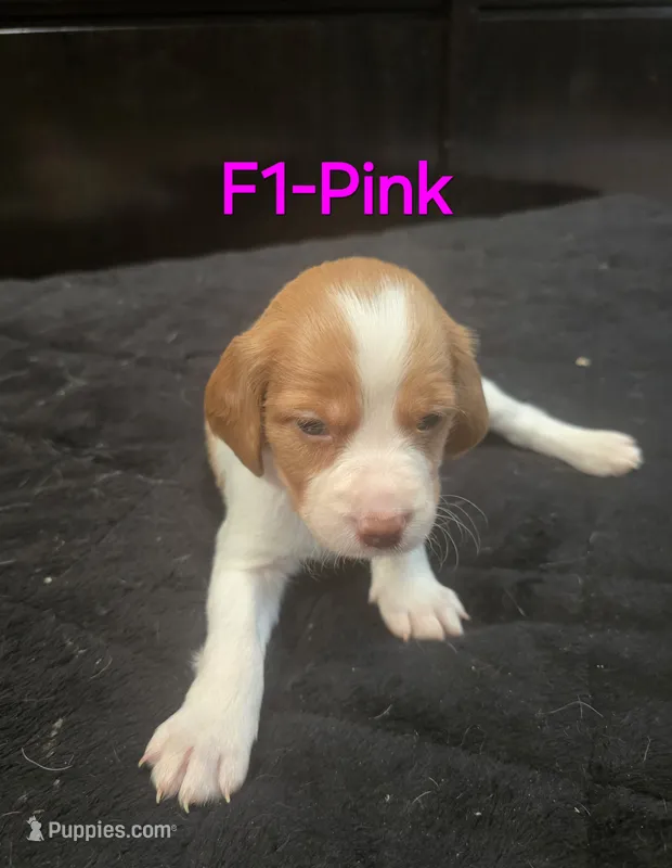 F1-Pink – French Brittany puppy for sale in Sonora, CA