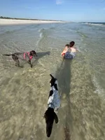 Ace, a male German Shorthaired Pointer for sale in Pensacola, FL – 2 of 4