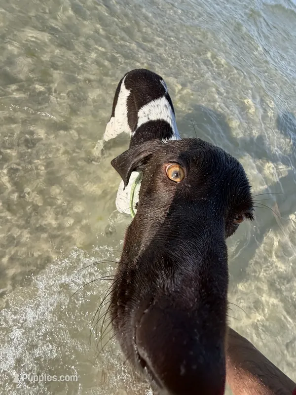 Ace – German Shorthaired Pointer puppy for sale in Pensacola, FL