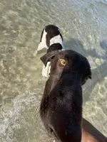 Ace, a male German Shorthaired Pointer for sale in Pensacola, FL – 1 of 4