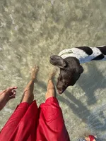 Ace, a male German Shorthaired Pointer for sale in Pensacola, FL – 3 of 4