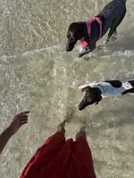 Ace, a male German Shorthaired Pointer for sale in Pensacola, FL – 4 of 4