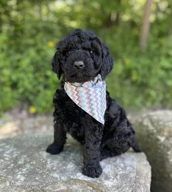 Colt – Goldendoodle puppy for sale in Rogers, OH