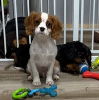 Kirby, a male Cavalier King Charles Spaniel for sale in Rogers, OH – Photo 5 of 10
