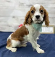 Kirby, a male Cavalier King Charles Spaniel for sale in Rogers, OH – Photo 6 of 10