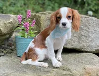Kirby, a male Cavalier King Charles Spaniel for sale in Rogers, OH – Photo 4 of 10