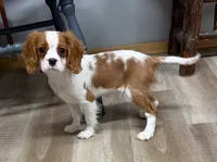 Kirby, a male Cavalier King Charles Spaniel for sale in Rogers, OH – Photo 7 of 10