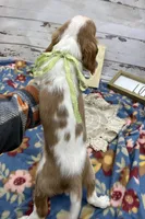 Kirby, a male Cavalier King Charles Spaniel for sale in Rogers, OH – Photo 10 of 10