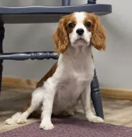 Kirby, a male Cavalier King Charles Spaniel for sale in Rogers, OH – Photo 1 of 10