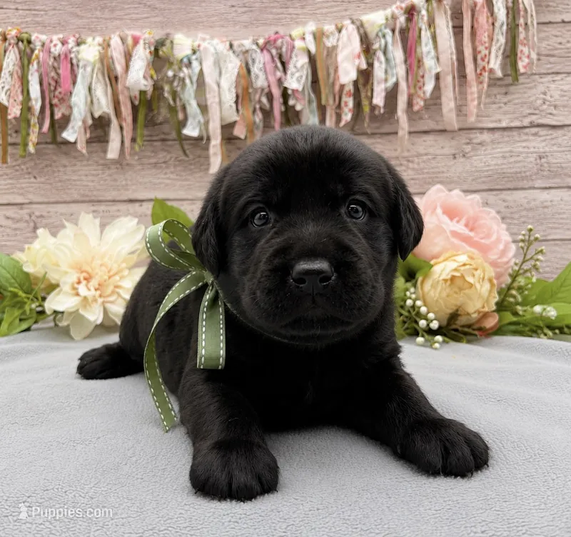 Bolt – Labrador Retriever puppy for sale in Rogers, OH