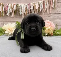 Bolt, a male Labrador Retriever for sale in Rogers, OH – 1 of 1