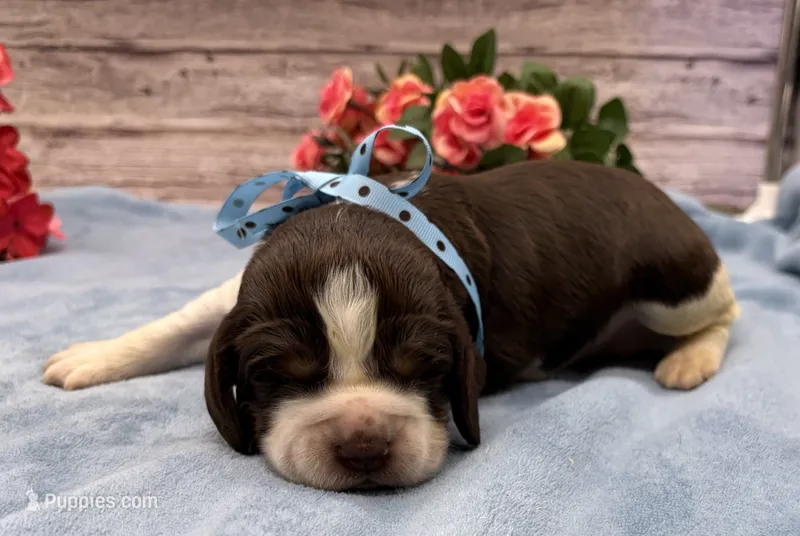 Dozer – English Springer Spaniel puppy for sale in Rogers, OH
