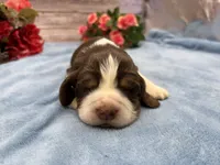 Diego, a male English Springer Spaniel for sale in Rogers, OH – 5 of 5