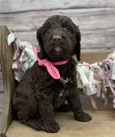 Kai, a female Springer Doodle for sale in Rogers, OH – 3 of 10