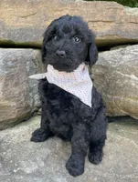 Sasha, a female Goldendoodle for sale in Rogers, OH – 2 of 6