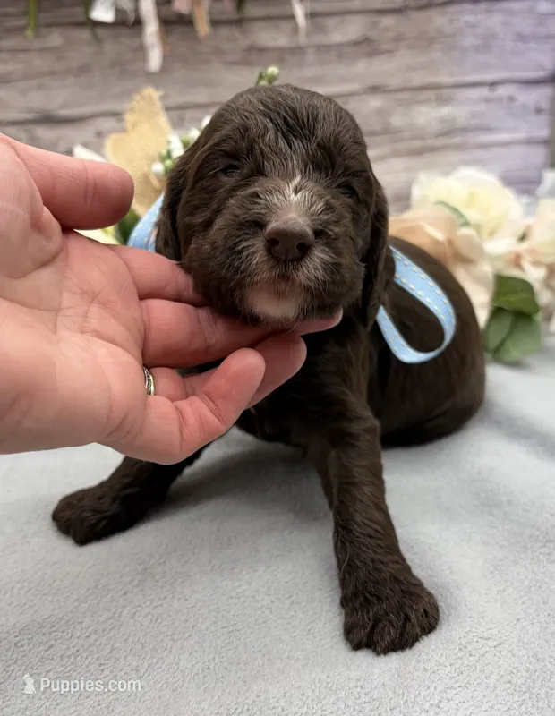 Matcha – Springer Doodle puppy for sale in Rogers, OH