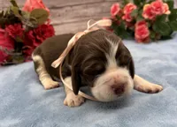 Darla, a female English Springer Spaniel for sale in Rogers, OH – 2 of 5