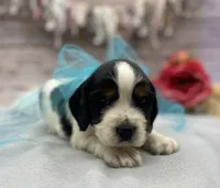 Ace, a male English Springer Spaniel for sale in Rogers, OH – 3 of 4