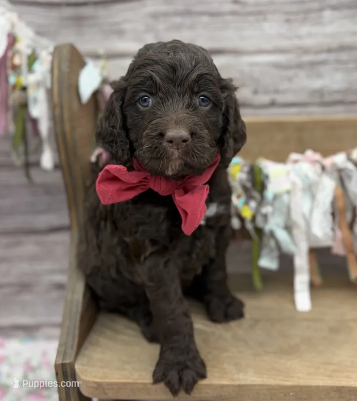 Kylie – Springer Doodle puppy for sale in Rogers, OH