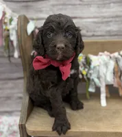 Kylie, a female Springer Doodle for sale in Rogers, OH – 1 of 10