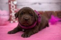 Willow, a female Labrador Retriever for sale in Rogers, OH – Photo 1 of 3