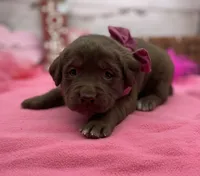 Willow, a female Labrador Retriever for sale in Rogers, OH – Photo 3 of 3