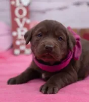 Willow, a female Labrador Retriever for sale in Rogers, OH – Photo 2 of 3