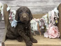 Keaton, a male Springer Doodle for sale in Rogers, OH – 2 of 10