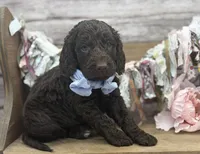 Kody, a male Springer Doodle for sale in Rogers, OH – 2 of 8