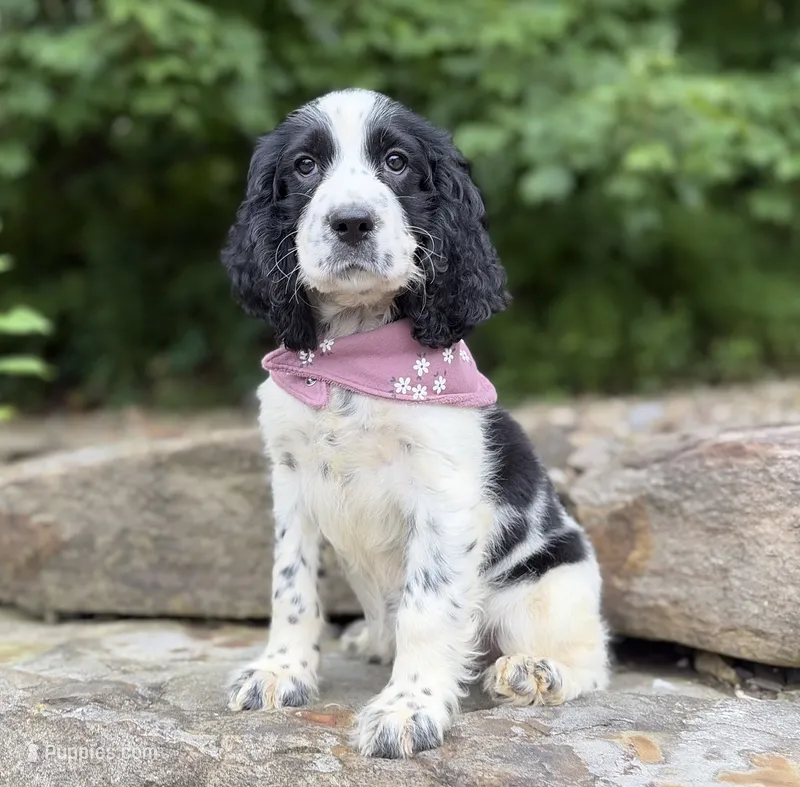 Avery – English Springer Spaniel puppy for sale in Rogers, OH