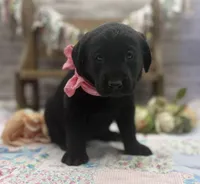 Misty, a female Labrador Retriever for sale in Rogers, OH – 3 of 7