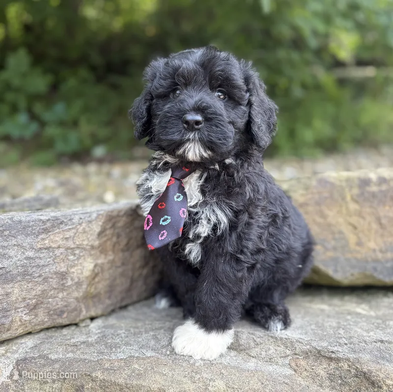 Findlay – Portuguese Water Dog puppy for sale in Rogers, OH