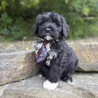 Findlay, a male Portuguese Water Dog for sale in Rogers, OH – 1 of 5