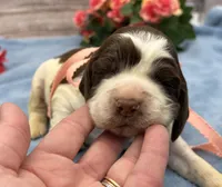 Dakota, a female English Springer Spaniel for sale in Rogers, OH – 5 of 6