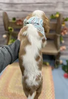 Jayden, a male Cavalier King Charles Spaniel for sale in Rogers, OH – 3 of 3