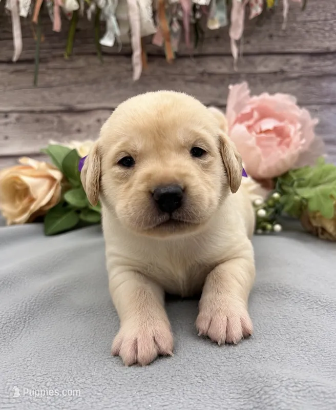 Snowflake – Labrador Retriever puppy for sale in Rogers, OH