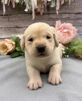 Snowflake, a female Labrador Retriever for sale in Rogers, OH – 1 of 1