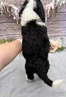Felix, a male Portuguese Water Dog for sale in Rogers, OH – 7 of 7